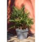 Pot toscane carre 50cm 87l gris anthracite