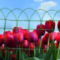 Bordure Floritor h.65cm 10m vert