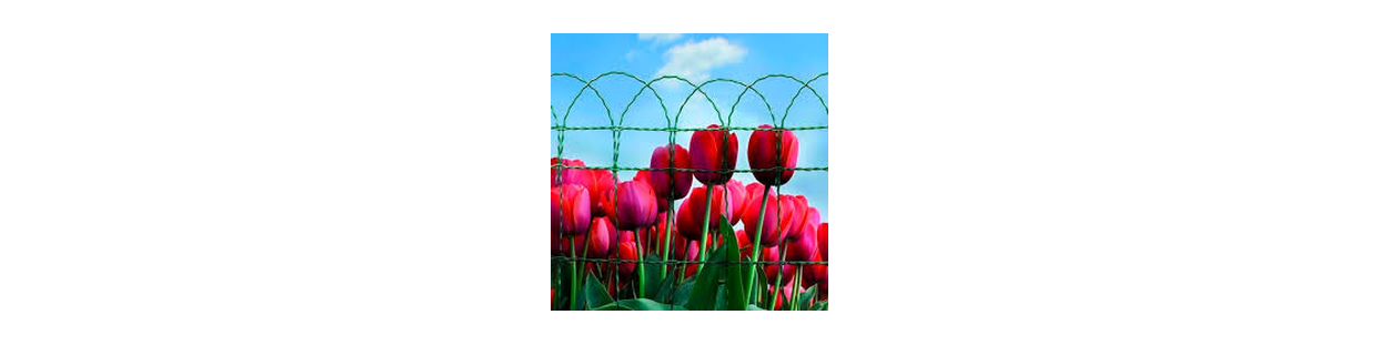 Floritor