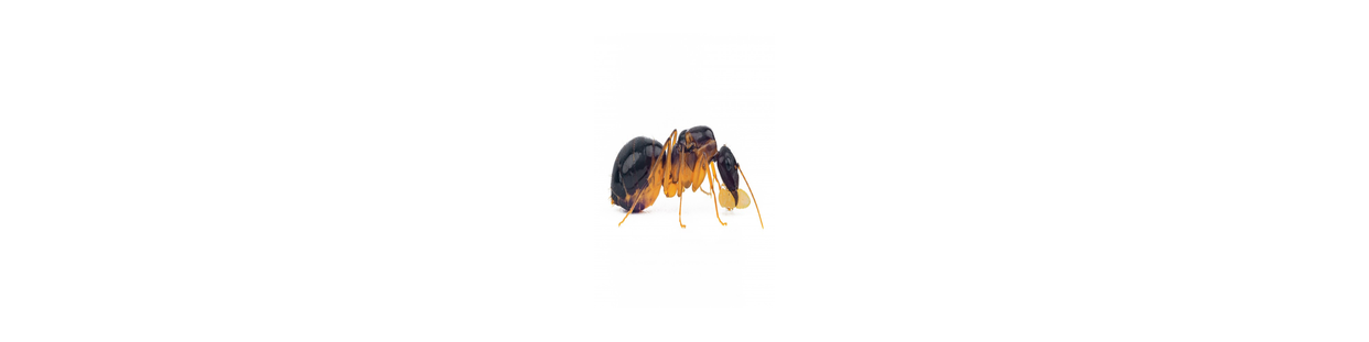 Anti Fourmis