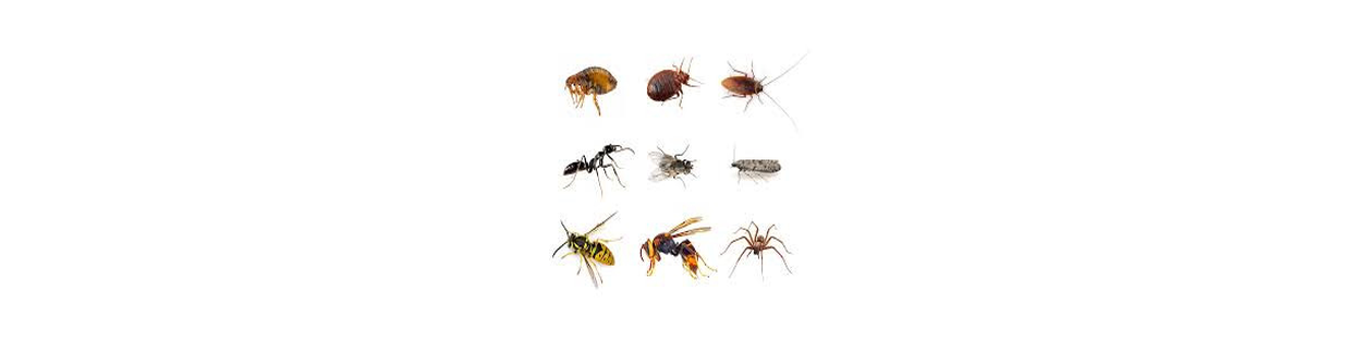 Insectes