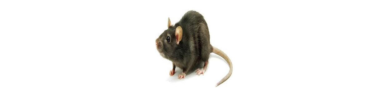 Souris
