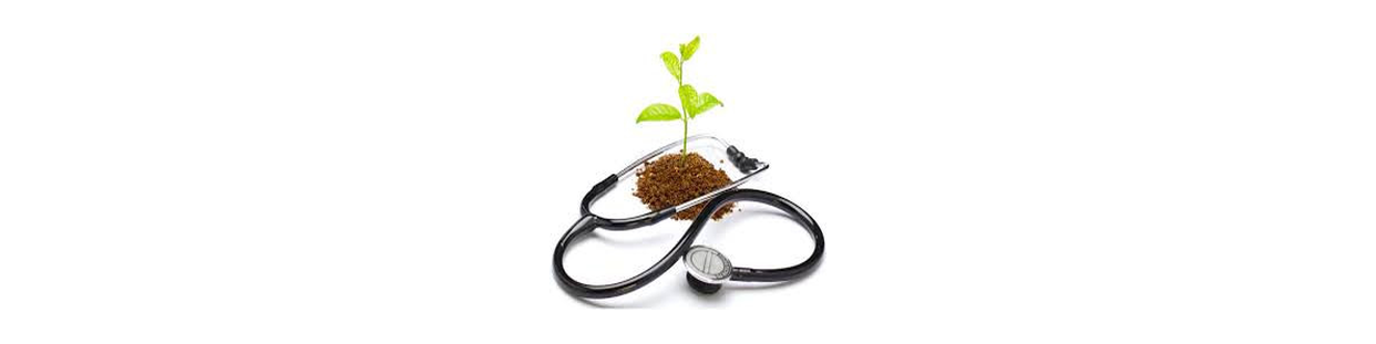 Soins Des Plantes